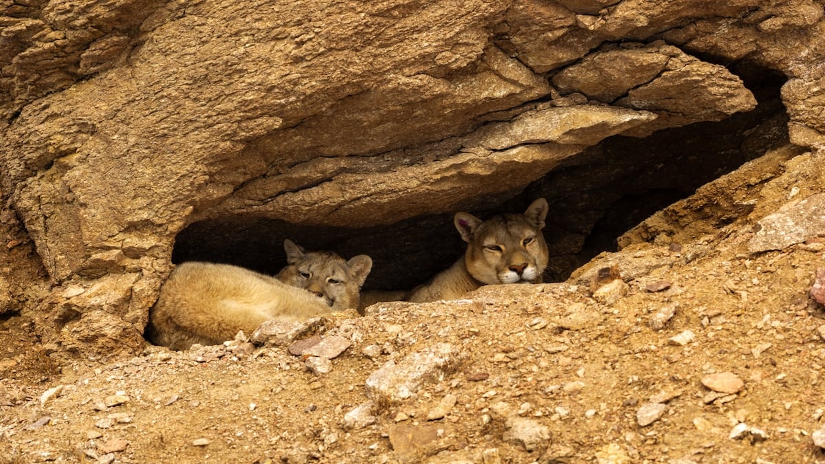 Cazar pumas con la vista: un safari patagónico que se recorre huella por huella en la nieve