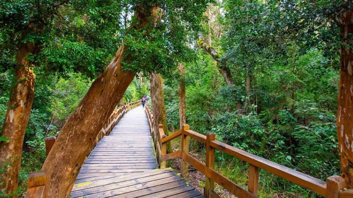 Una peninsula de cortezas canela: el Bosque de Arrayanes que se entra caminando o navegando