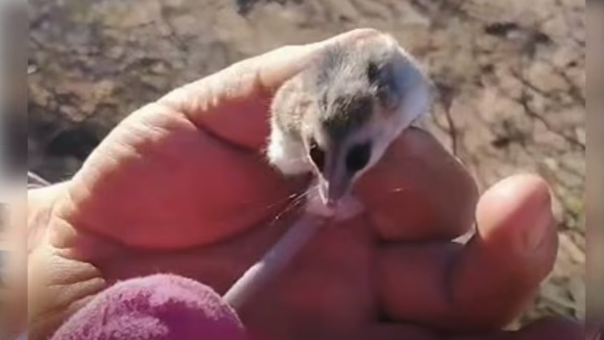 Hallazgo de una comadreja enana en Neuquén y reavivación del protocolo vecinal ante fauna silvestre