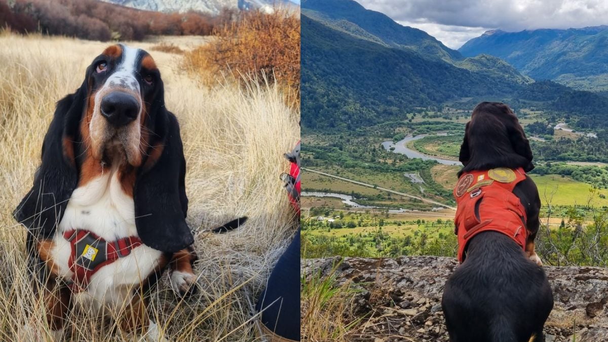 Humboldt, el basset hound que se convirtió en colaborador científico en los bosques patagónicos