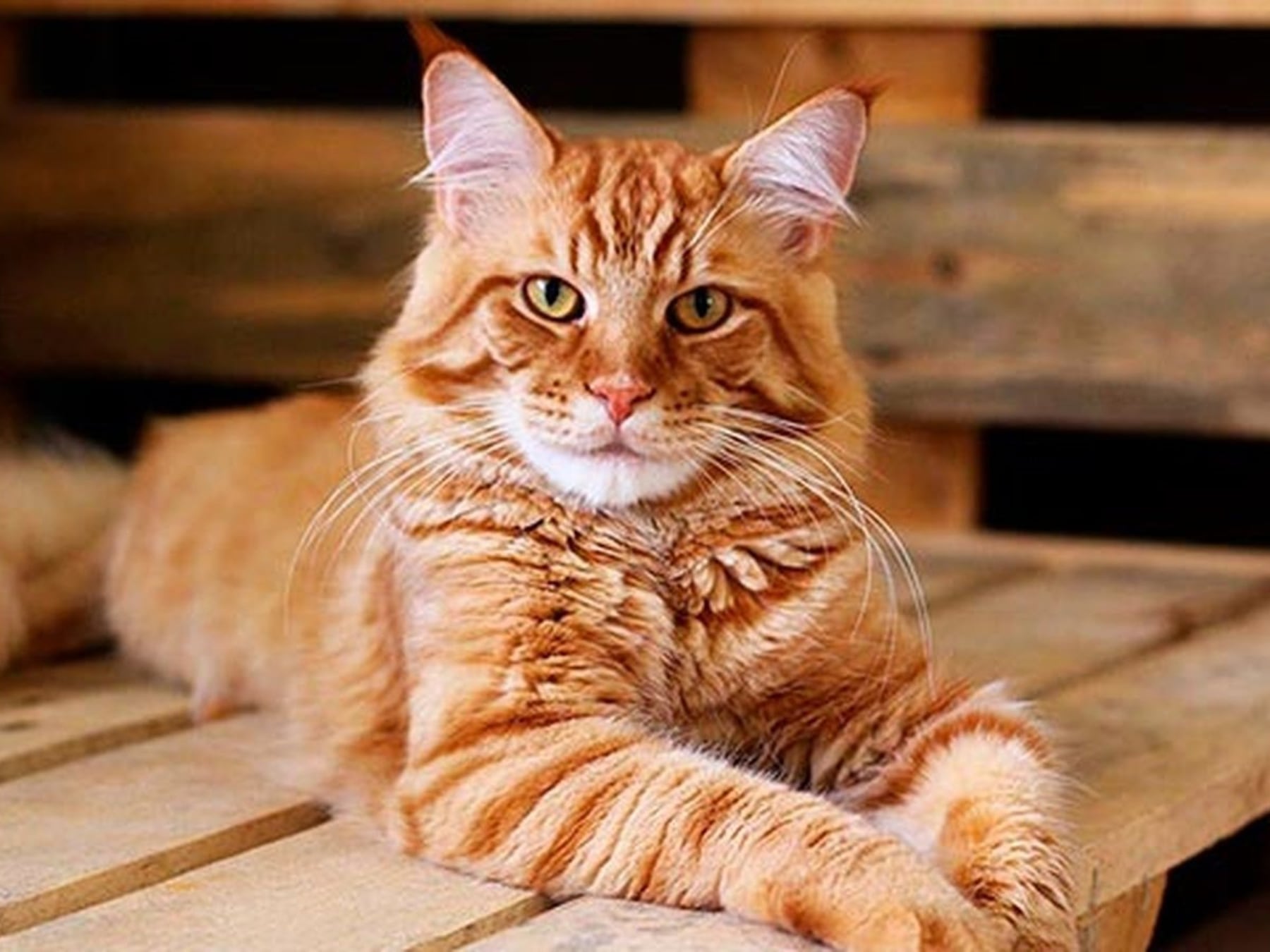 Los gatos ganan terreno en los hogares argentinos y se acercan a los perros en presencia dentro de las viviendas