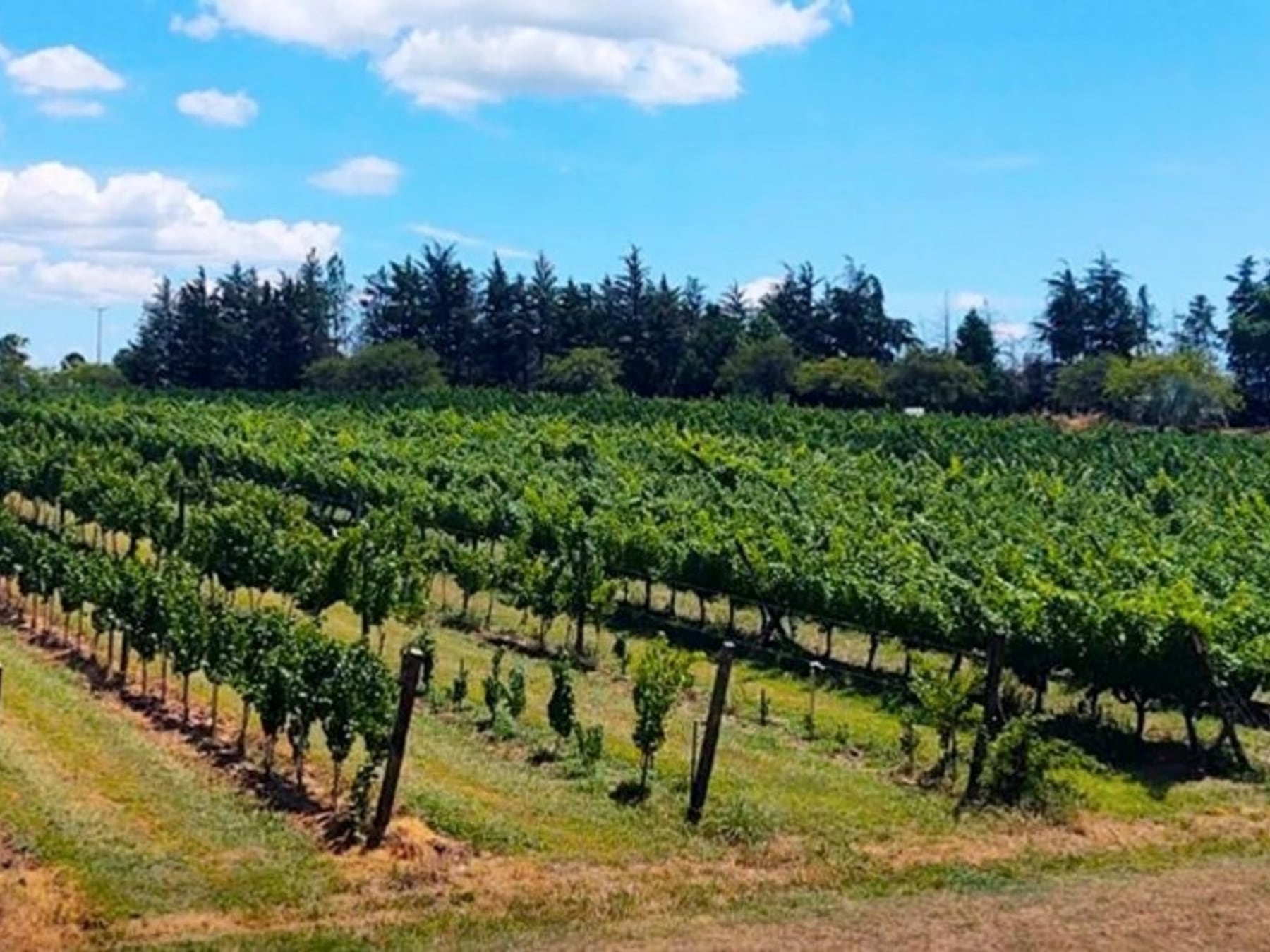 San José: un finde entrerriano para mojarse en termas, probar vinos y volver con historia bajo el brazo