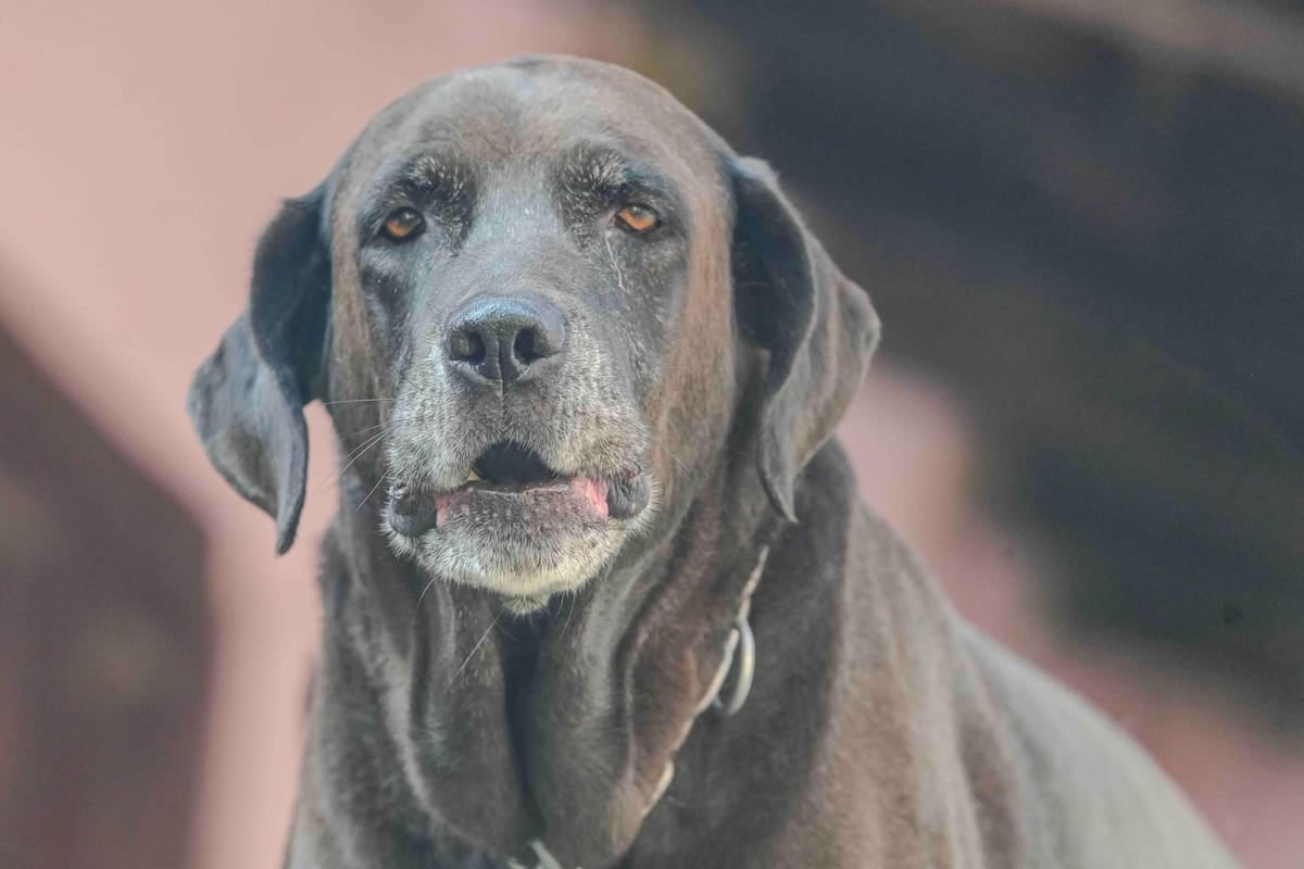 El registro de mascotas en El Chaltén: cuánto cuesta en litros de nafta y cómo se paga año a año