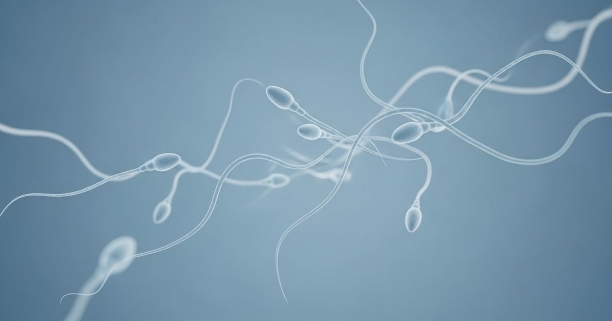 Un trasplante experimental de tejido testicular abre una nueva vía para recuperar la fertilidad después de tratamientos oncológicos agresivos