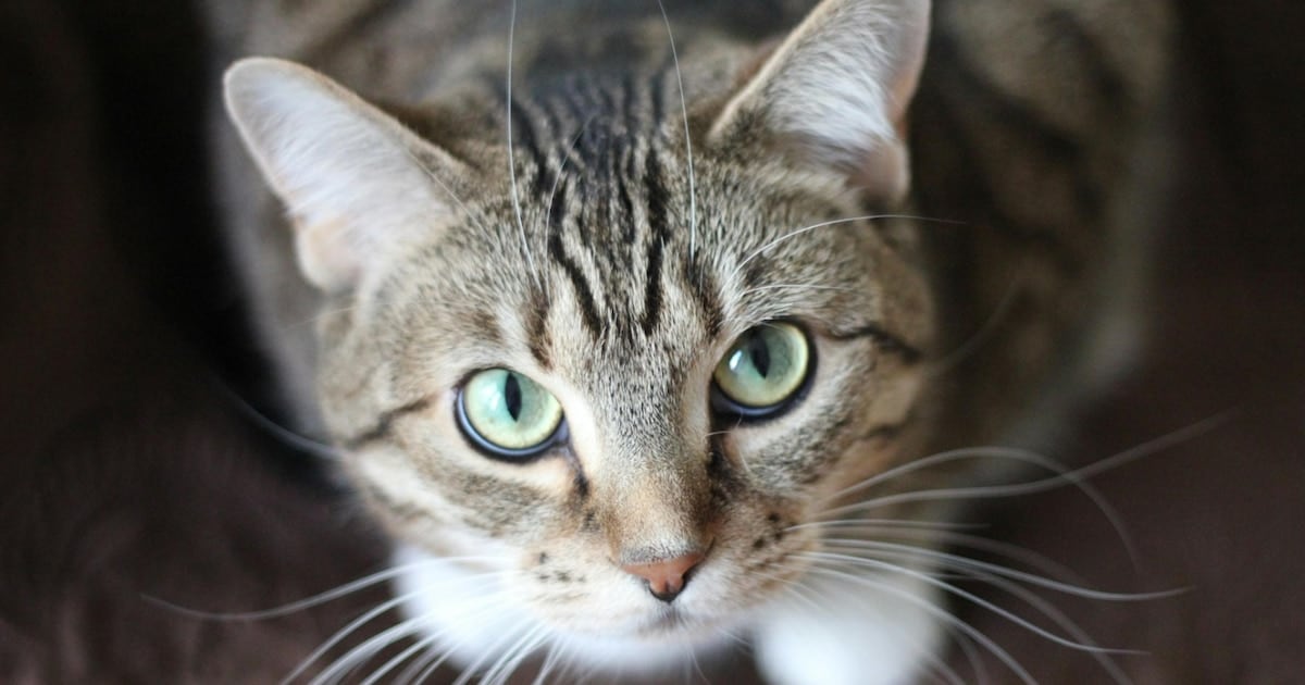 Un estudio masivo en América del Norte relevó la circulación de un parásito intestinal en gatos con potencial de transmisión a personas