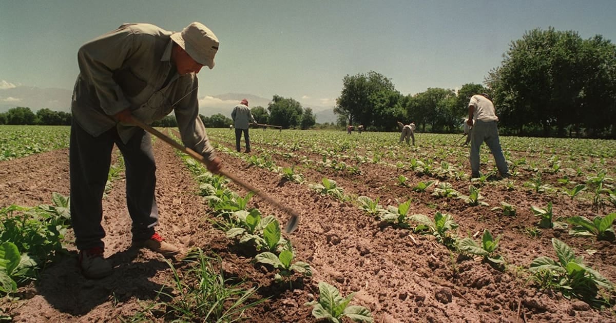 Asignaciones familiares rurales temporarias se equiparan con la AUH por un año más