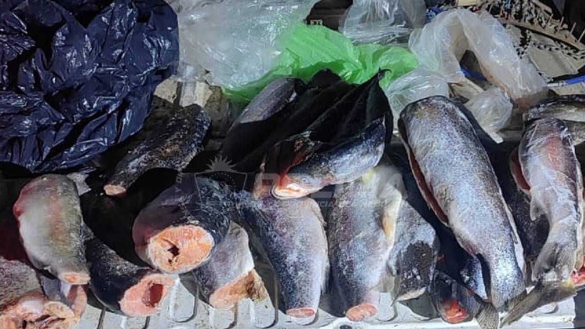 Pesca en Neuquén: la ventana previa al 1 de noviembre en los embalses Piedra del Águila y Alicurá, bajo cupos estrictos y controles en la Ruta 237