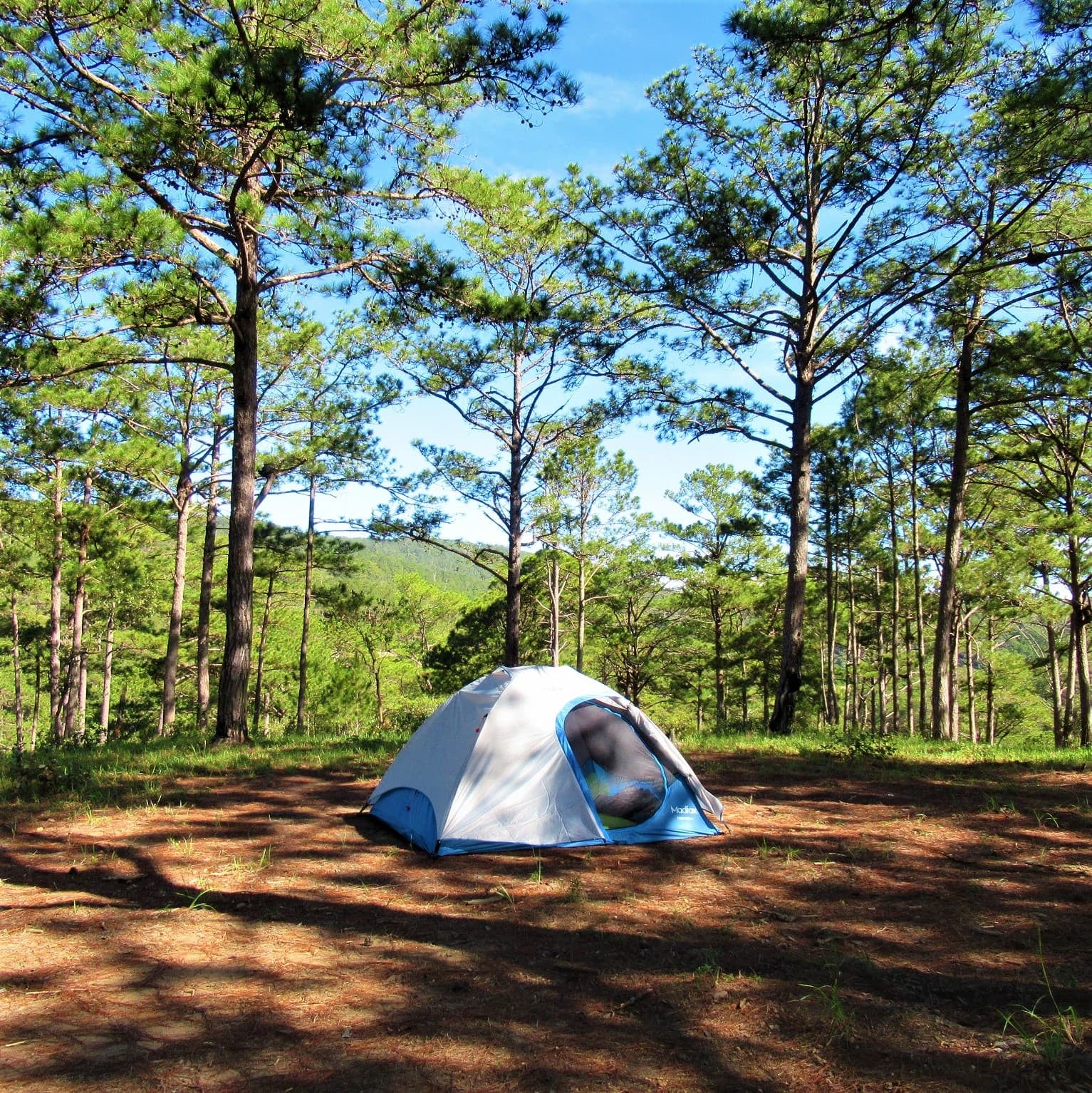Lyon se instala entre los pinos de Mar Azul: Huttopia abre su primer camping en la Argentina